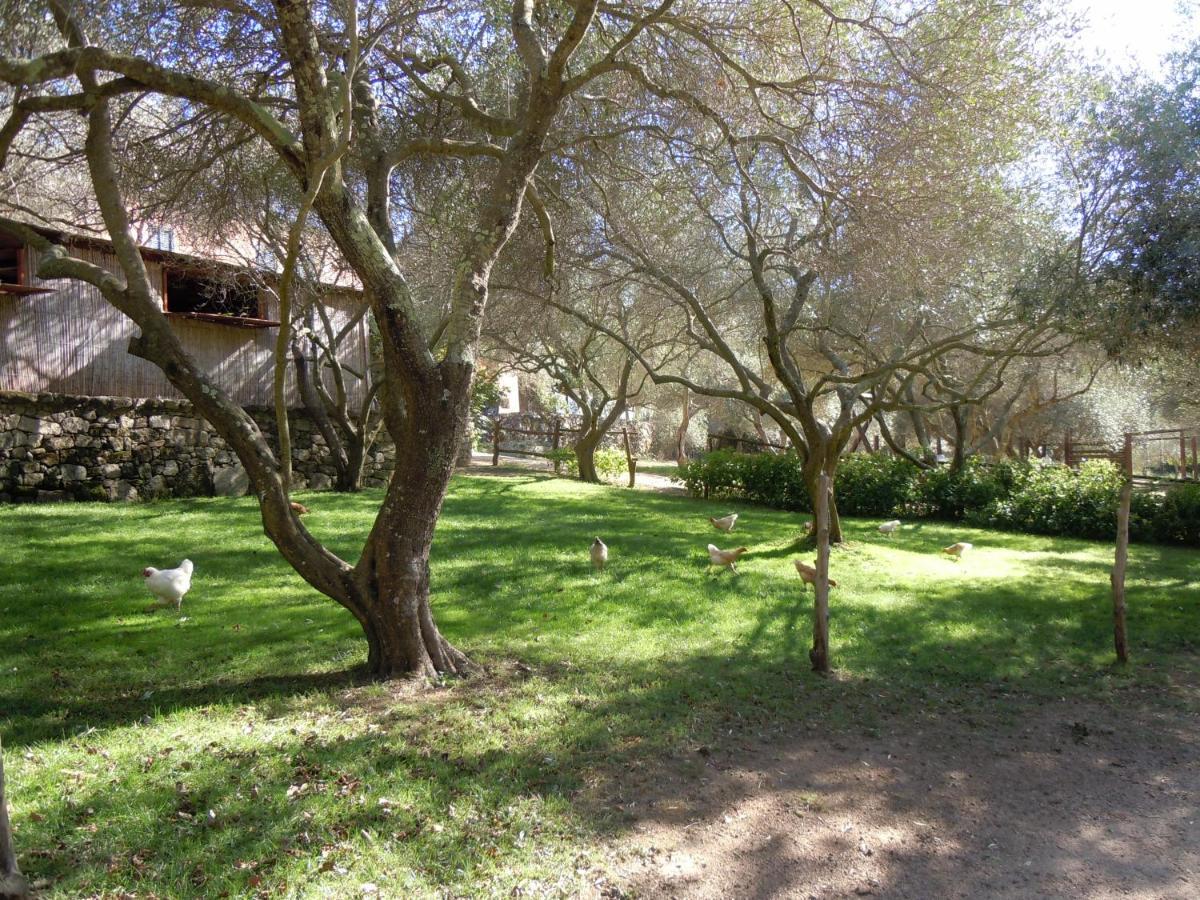 Agriturismo Lu Branu Arzachena Exterior photo